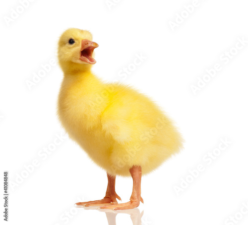 Canvas Print Domestic gosling