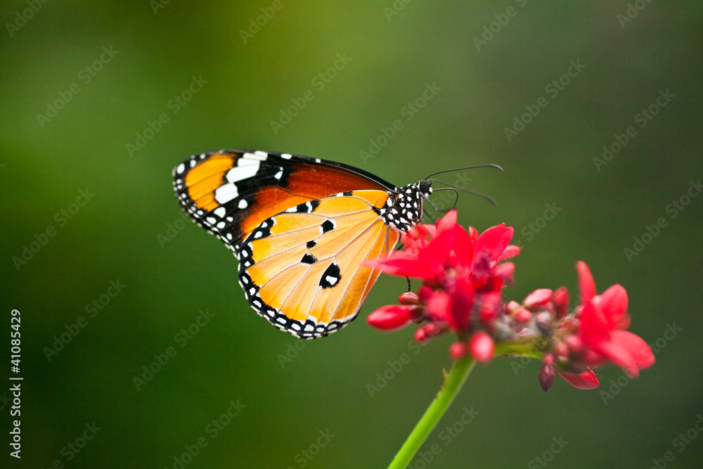 Fototapeta premium Monarch Butterfly