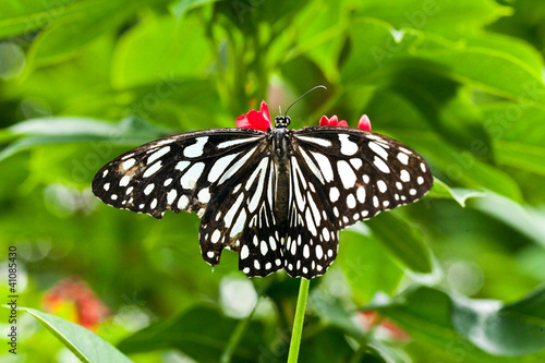 Monarch Butterfly #41085430