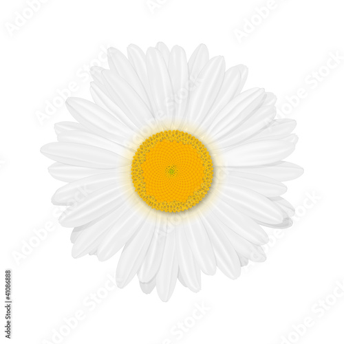 Fototapeta Naklejka Na Ścianę i Meble -  Chamomile