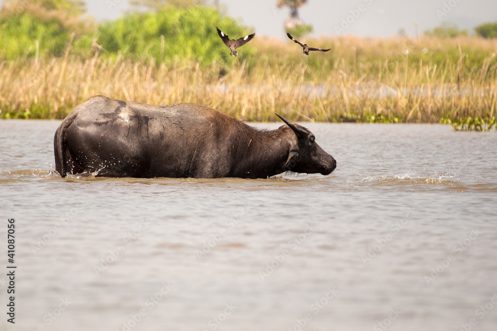 buffalo 2 buffalo 2