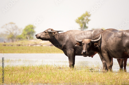 buffaloes