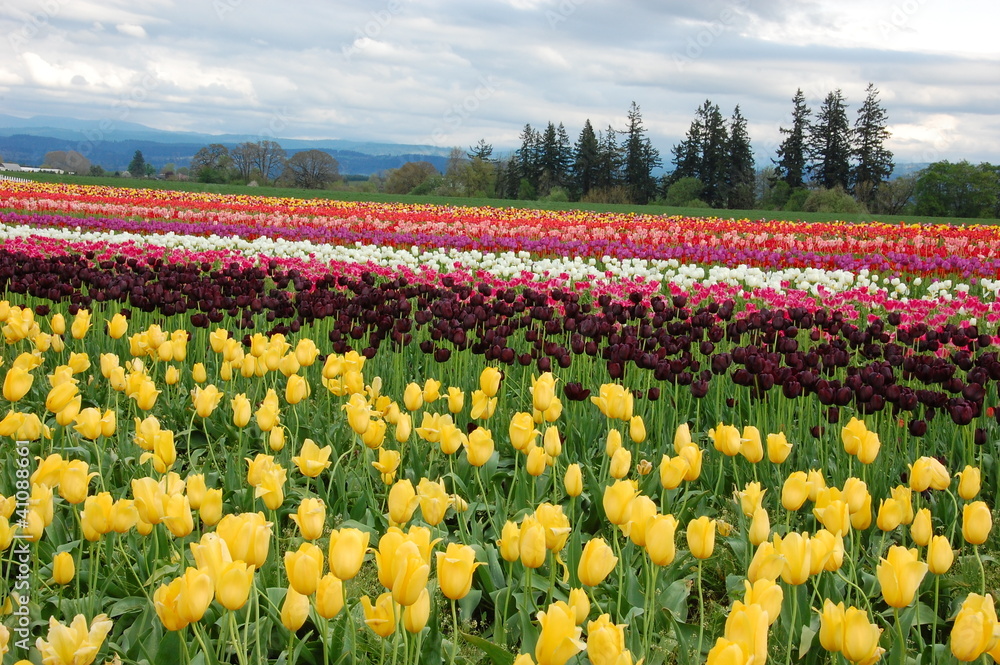 Tulip Field in Spring