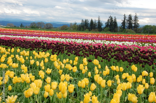 Tulip Field in Spring