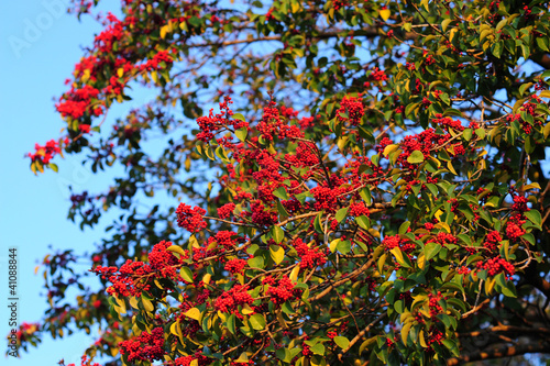 Round Leaf Holly