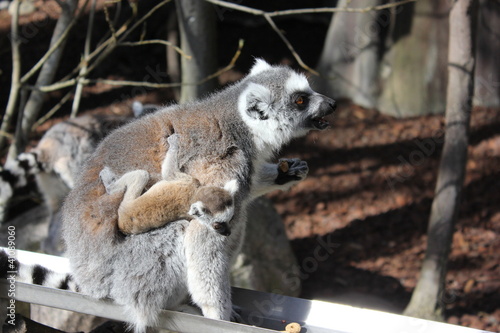 Photography Family of ring tailed Lemur and baby in Stockholm, Skansen
