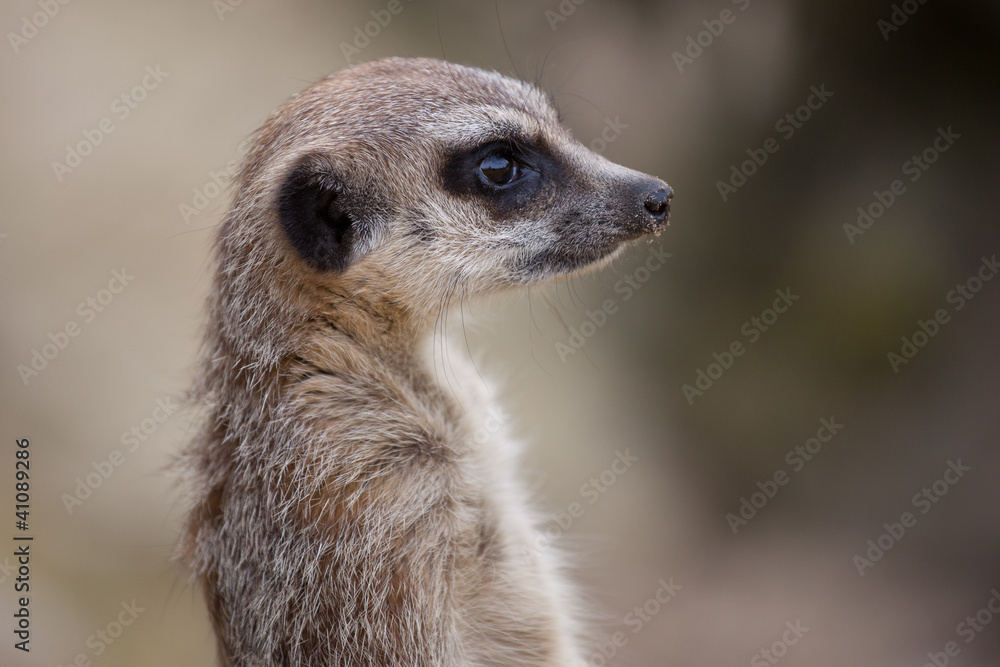 Fototapeta premium Erdmännchen