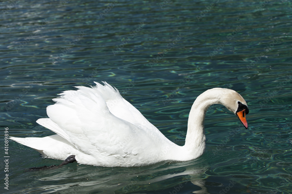 huge white swan swimming in lake at wonderful summer day huge white swan swimming in lake at wonderful summer day