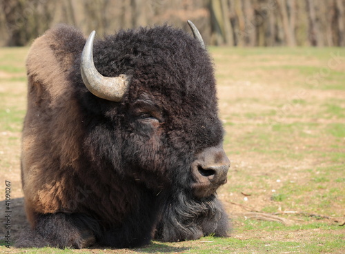 grand bison d'amérique couché