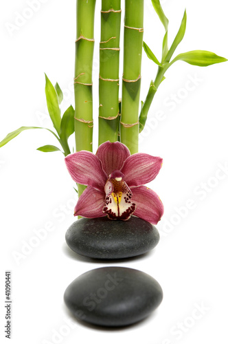 Spa concept.-bamboo grove and orchid with stones