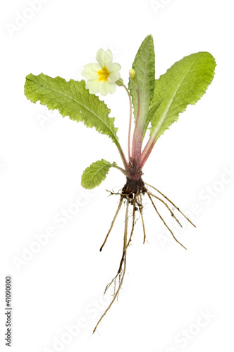 Primrose plant