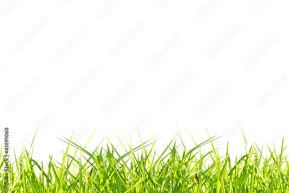 Fototapeta premium Grass isolate on white background