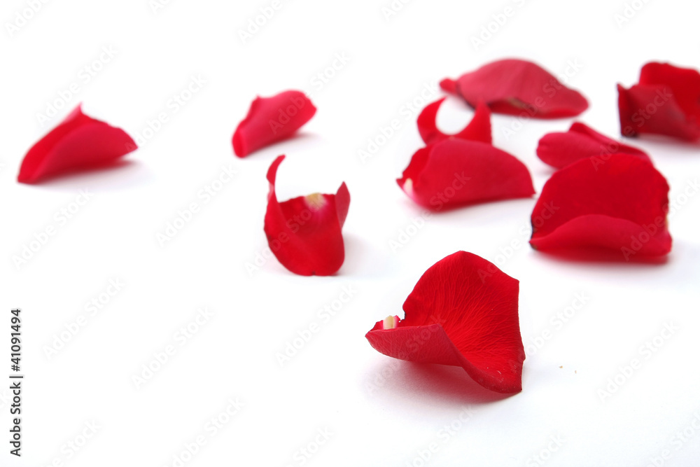 Fototapeta premium close up of rose petals on white background