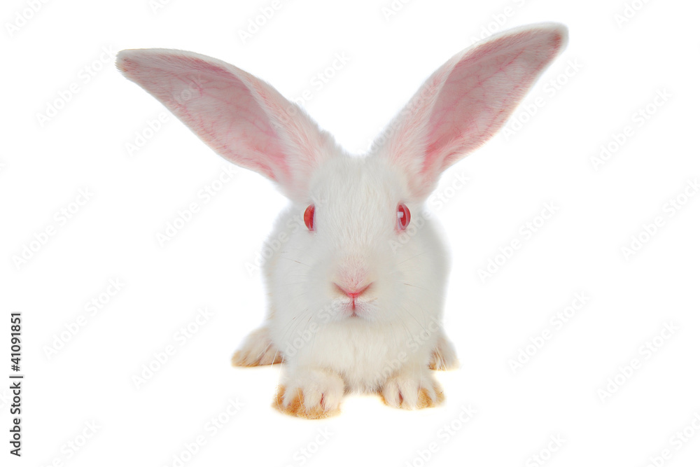 Obraz premium rabbit