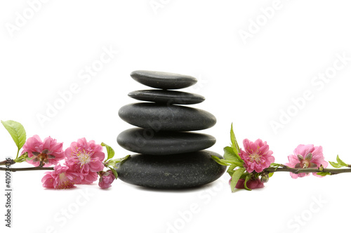 Beautiful Red flower of quince with stacked black stones-