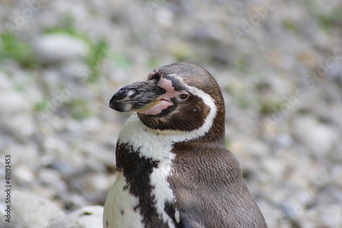 Humboldt Penguin