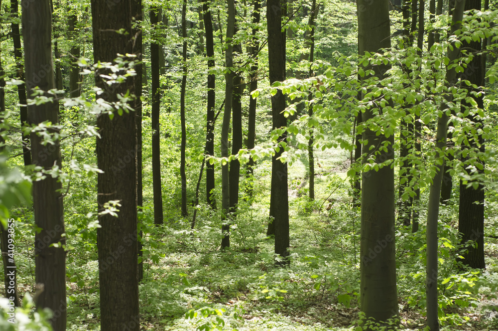 Fototapeta premium Spring in the forest