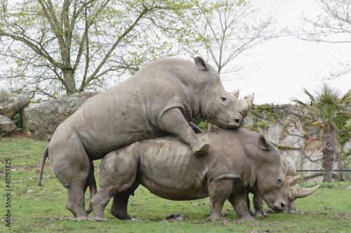 Rhinocéros blanc