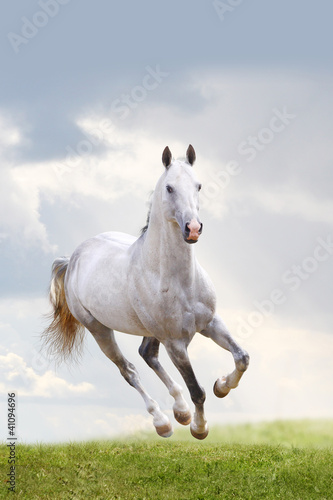 white stallion