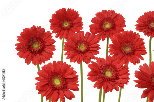 Set of red gerber flowers