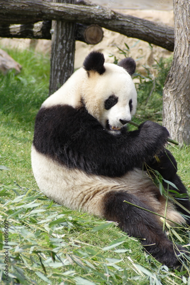 Fototapeta premium Panda