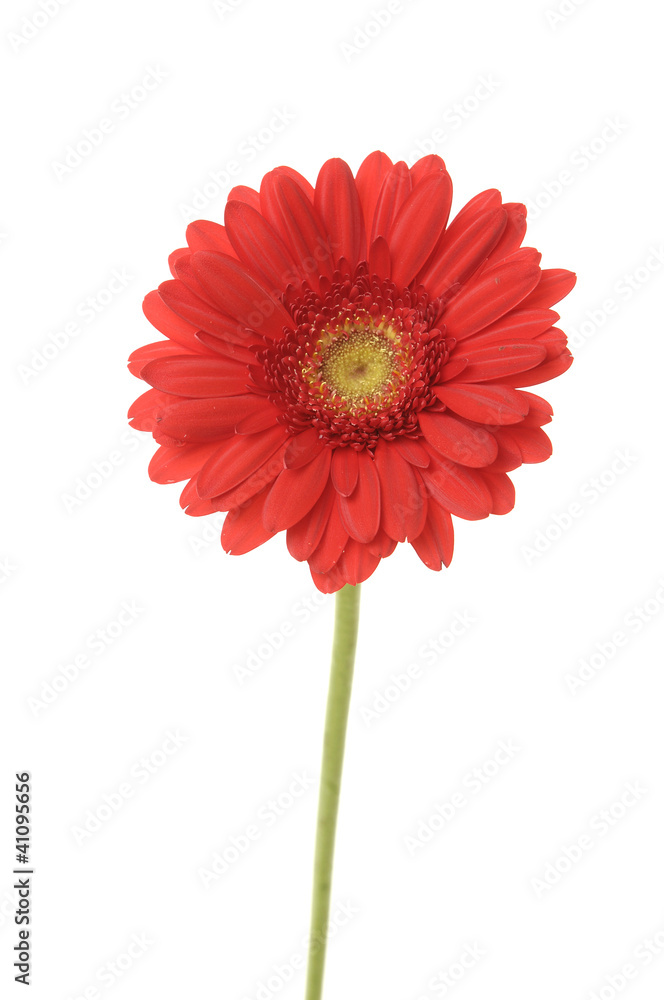 Vertical shot of one red Gerbera Vertical shot of one red Gerbera