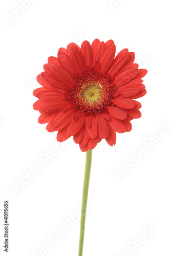 Vertical shot of one red Gerbera