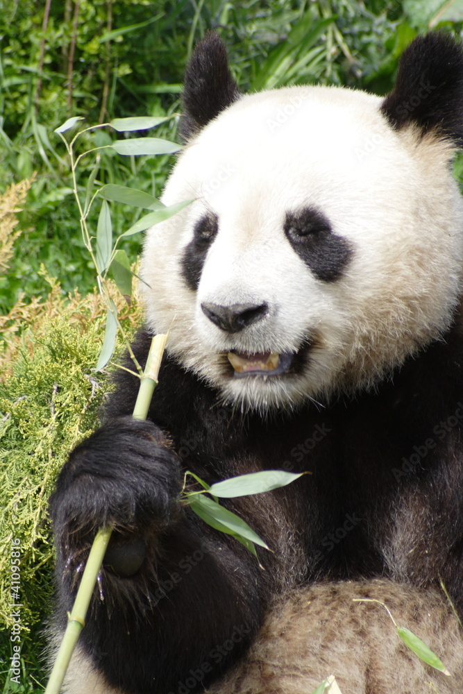 Obraz premium Panda