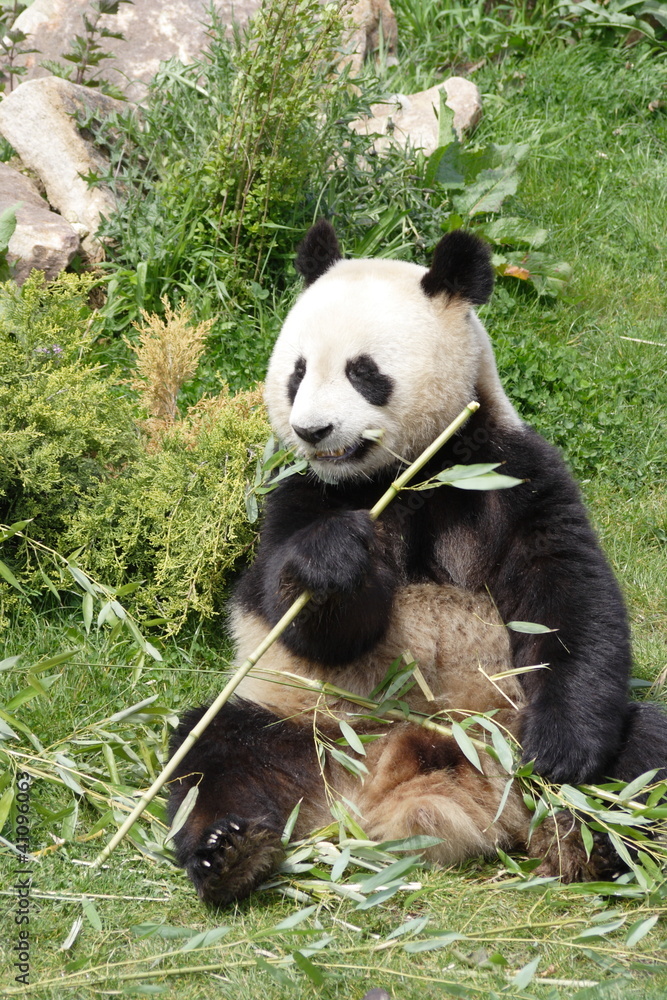 Fototapeta premium Panda