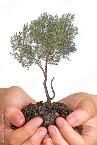 Olive tree in hands as a gift