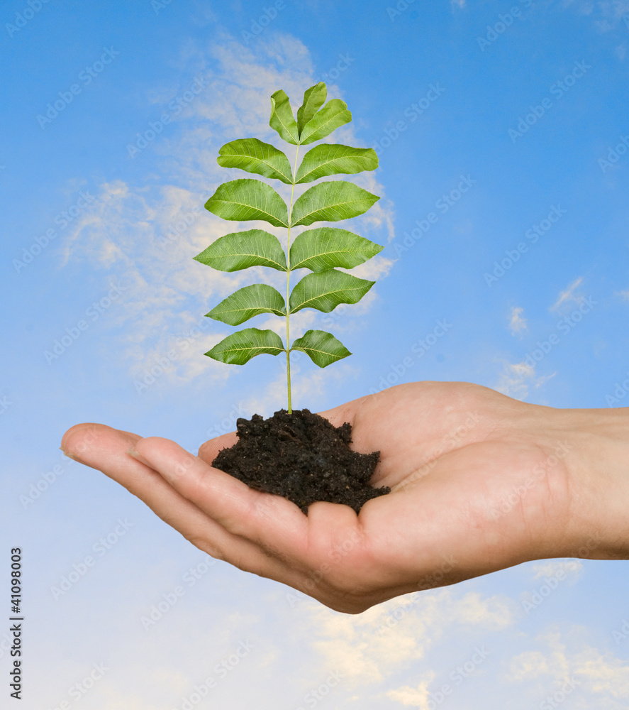 sapling in hand sapling in hand