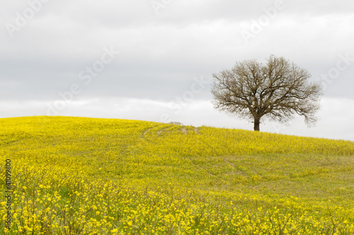 Lonely tree on yellow hill