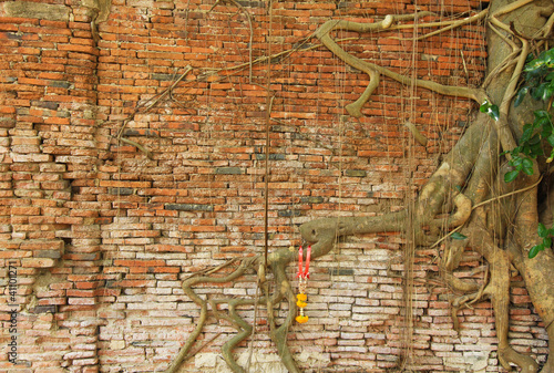 old brick wall with tree root in Ayutthaya Thailand