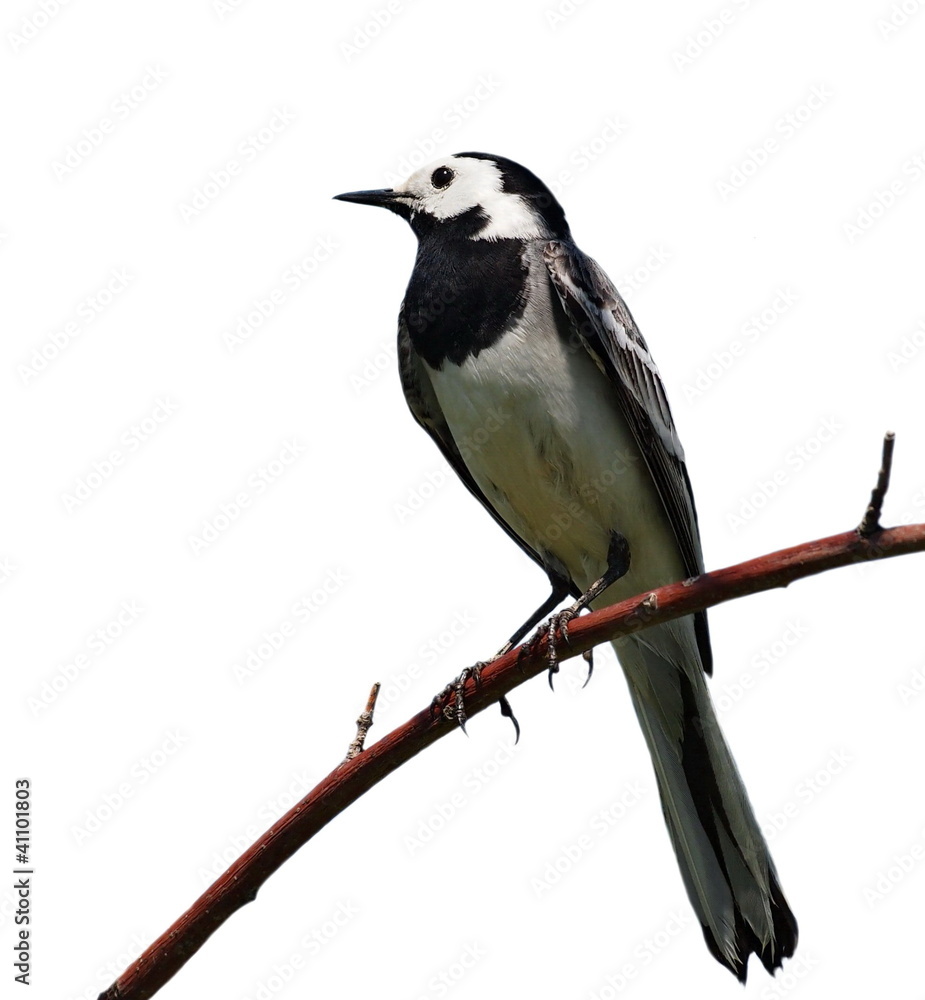 Fototapeta premium White Wagtail isolated on white background motacilla alba