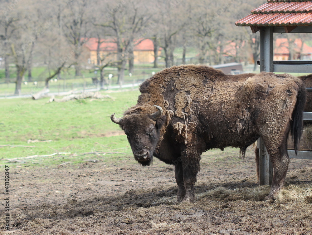 Wisentbulle Wisentbulle