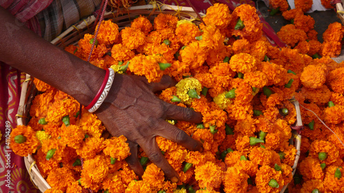 Flores, mercado de flores de Mullik Ghat, Calcuta, India photo