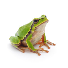 Wandcirkels Kikker Roodogige boomkikker op groen blad  © Anatolii