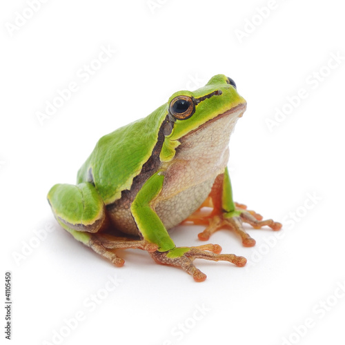 Tree frog Fototapet