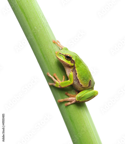 frog sitting on a stem
