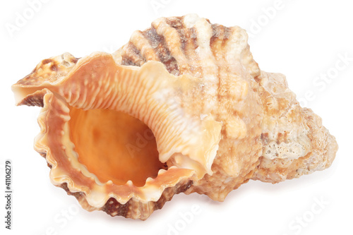 Sea shell. Hight res. All in focus. Isolated on white