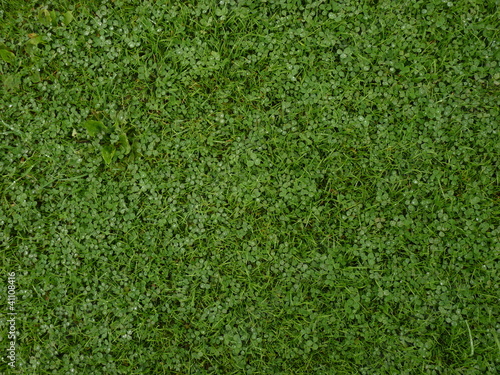 Background - Green grass with clover