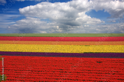Campi Olandesi con fiori photo