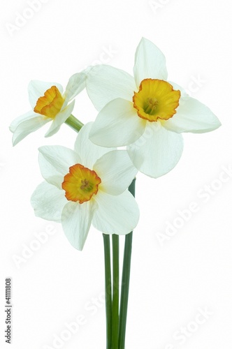 Fototapeta Naklejka Na Ścianę i Meble -  Daffodil flower