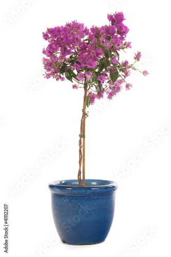 Fototapeta Naklejka Na Ścianę i Meble -  Pink bougainvillea