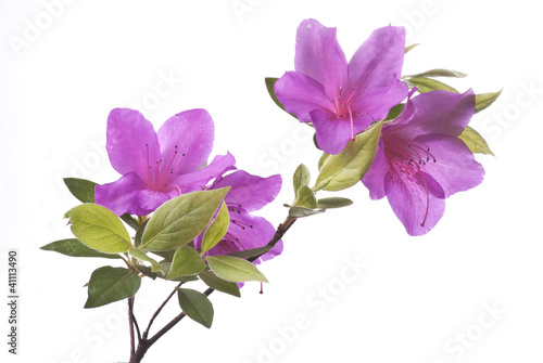 Fototapeta azalea viola su sfondo bianco