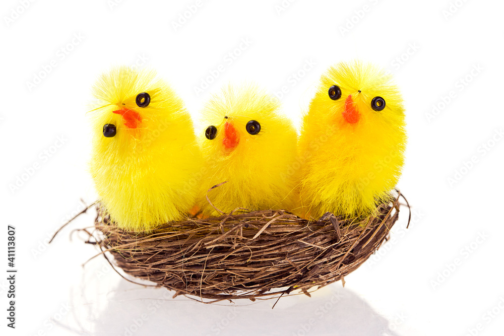 Macro shot of three Easter chicks in a nest on white background