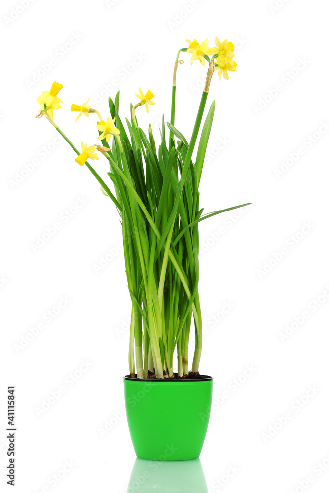 Fototapeta premium beautiful yellow daffodils in a flowerpot isolated on white