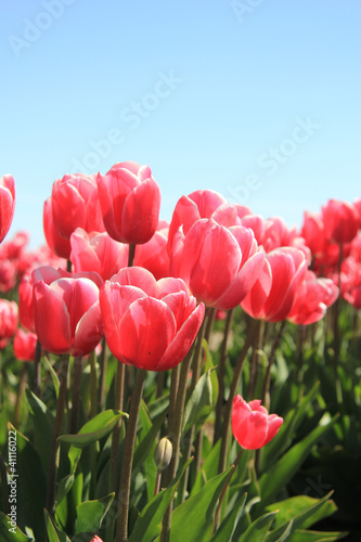 Pink tulips in sunlight