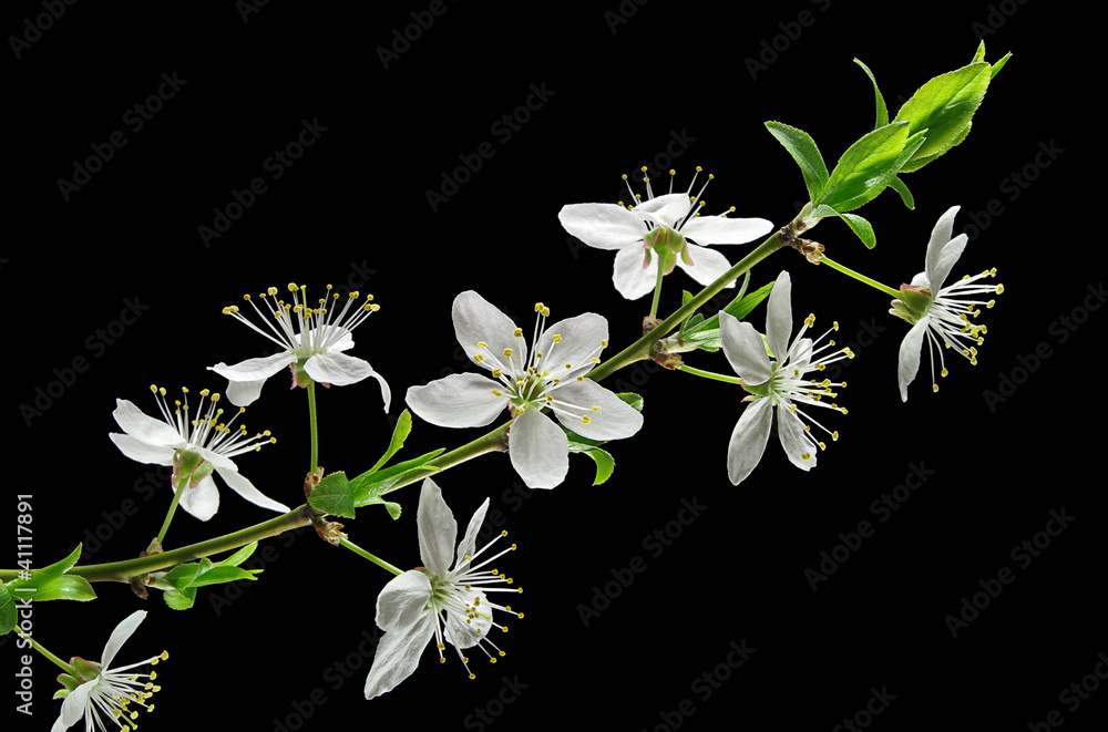 Obraz premium Cherry plum flowers closeup