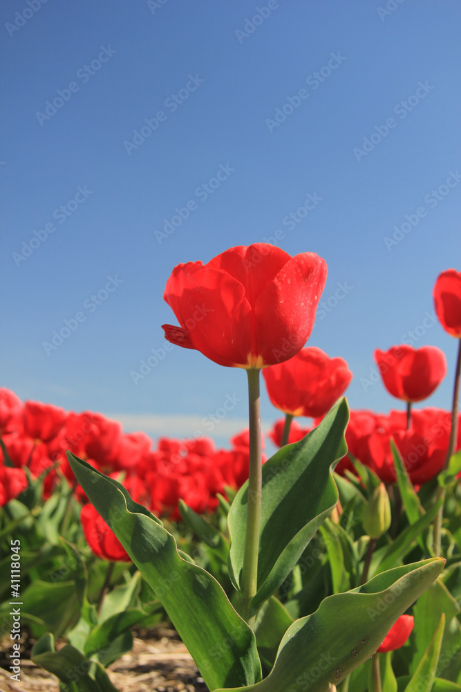 Naklejka premium Red tulips on a field